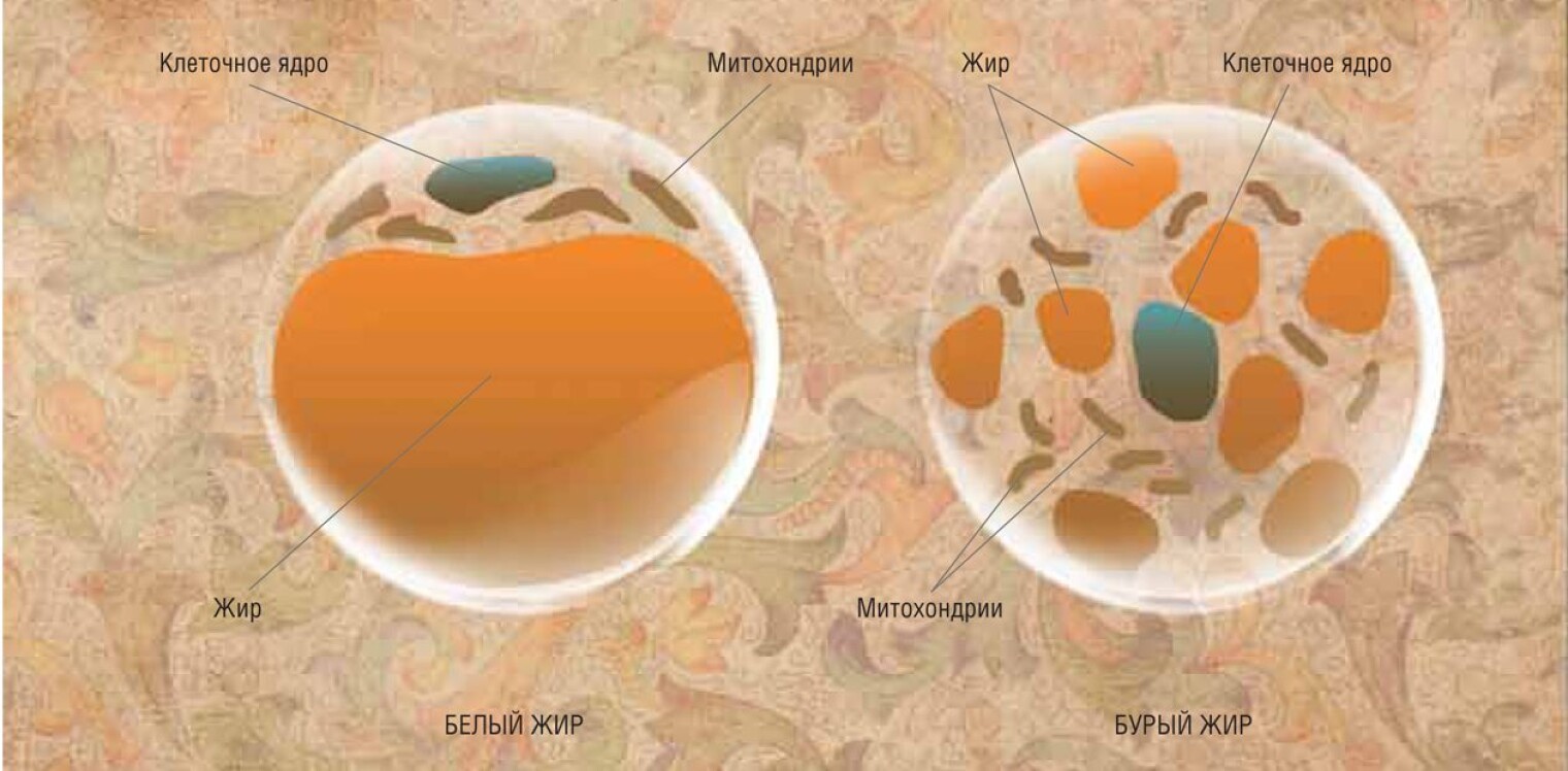 Белый жир. Адипоцит бурой жировой ткани. Строение жировой клетки человека. Клетка жировой ткани и бурого жира. Бурая жировая ткань. Адипоциты бурой жировой ткани.
