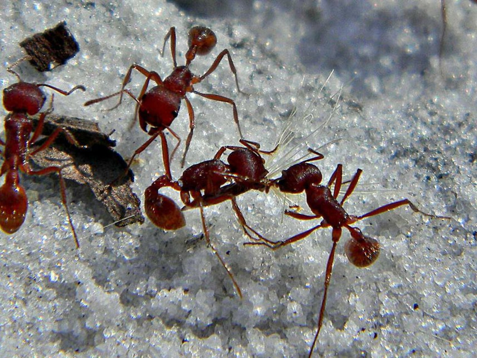 Колония муравьев. Флоридский муравей-Жнец. Pogonomyrmex barbatus. Муравей Марикопа. Бархатный муравей укус.