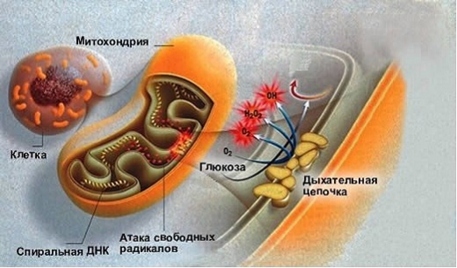 Энергетический обмен рисунок. Энергетический обмен. Энергетический обмен в клетке. Биологическое окисление в клетке происходит в. Повреждение митохондрий.