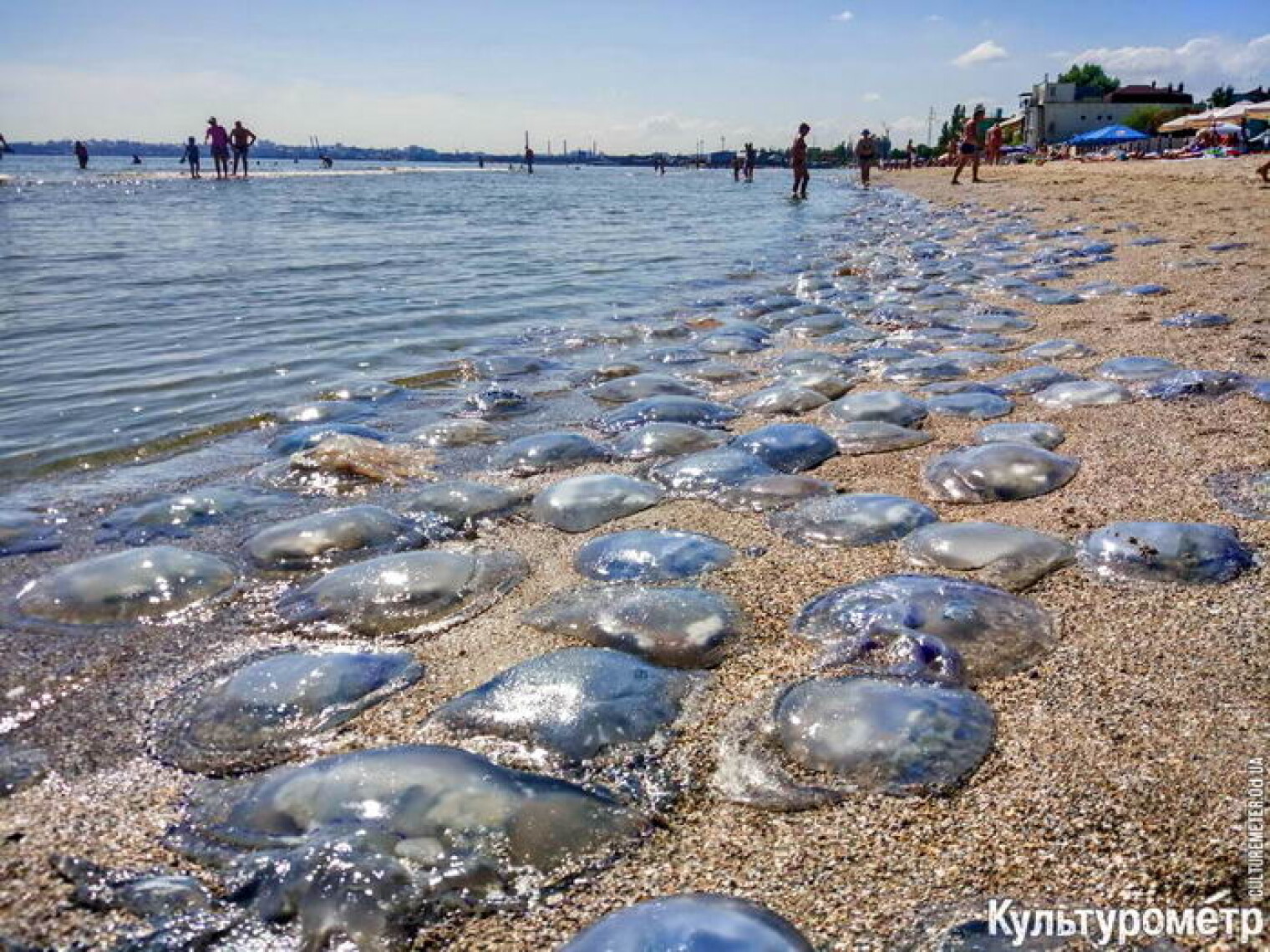 Виды медуз в азовском море