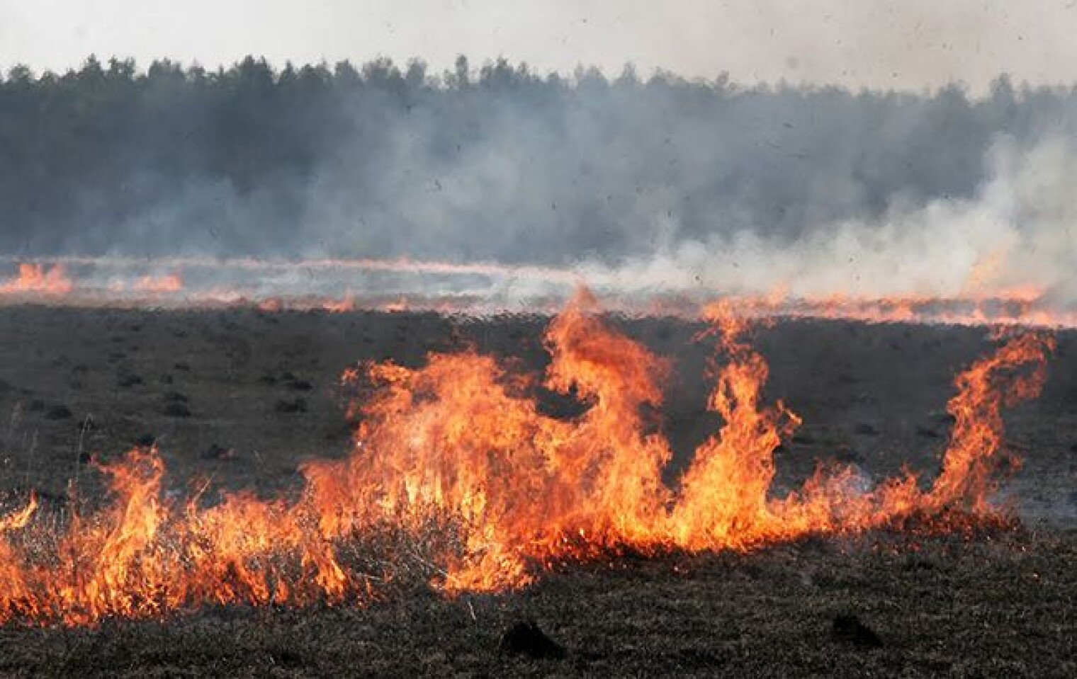 По выжженной равнине. Поле в огне. Пожар в поле. Возгорание в лесу и степи. Пожары в полях и лесах.