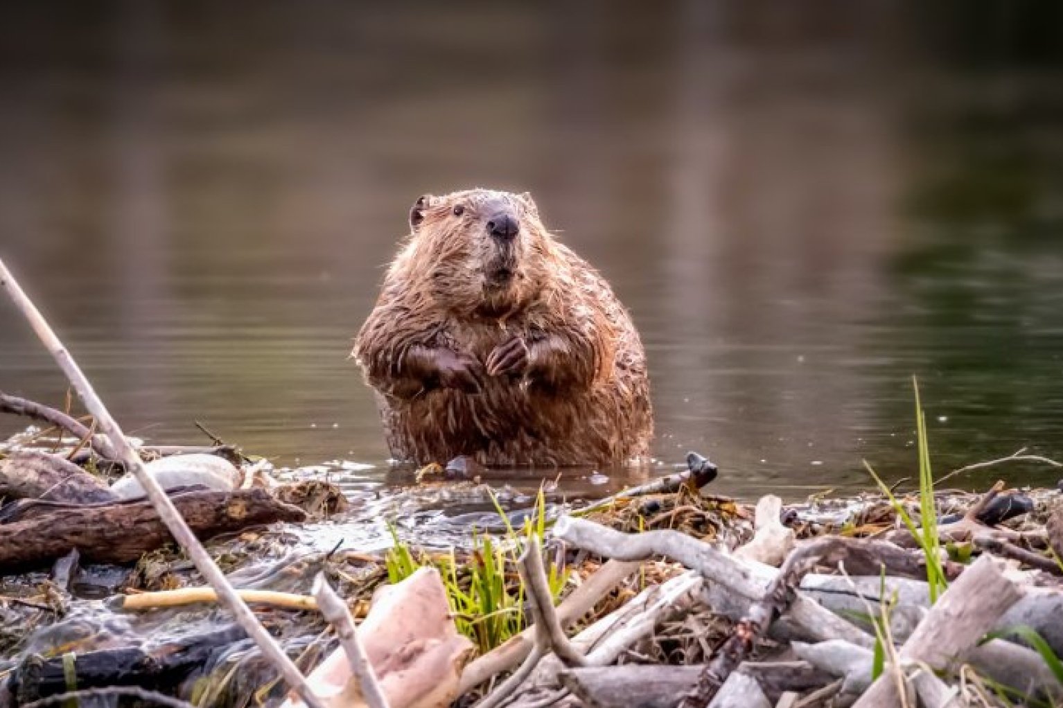 Плотина бобра. Бобровая плотина. Плотина Бобров. Бобер 2022. Beaver цы50.