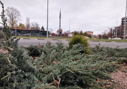 Кільцева розв'язка на в'їзді в Бородянку, що на Київщині, після озеленення