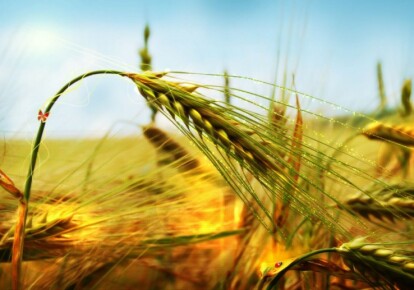 Фото: agro-agent.ru