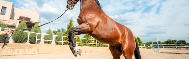 Первый Всеукраинский фестиваль верховой езды и конных видов спорта "Horses Spirit" соберет более 5 тысяч поклонников со всей страны