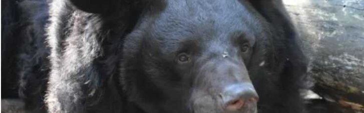 В Шотландии умер медведь с Донбасса, которого спасли бойцы ВСУ