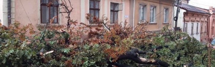 У Чернівцях негода затопила вулиці і повалила дерева (ФОТО, ВІДЕО)