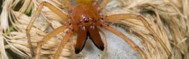 В Украине обнаружены ядовитые желтые пауки (ФОТО)