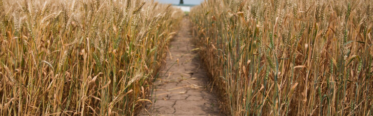 Укрлендфармінг (Ukrlandfarming) Бахматюка збільшив земельний банк ще на 4 тис га