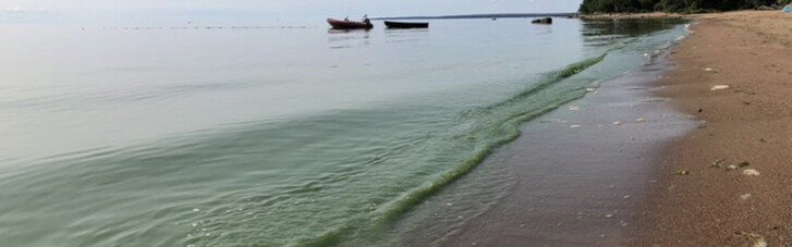 Возвращение зеленой воды: Россияне в шоке от цвета Финского залива (ФОТО)