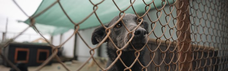 Сеть магазинов EVA и благотворительный фонд Happy Paw анонсировали совместный проект помощи животным