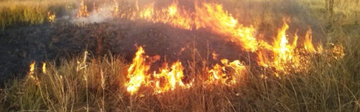 У Луганській області поновилися лісові пожежі (ВІДЕО)