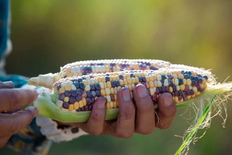 Український Біколор – новий вітчизняний сорт кукурудзи, вперше представлений восени 2022 року