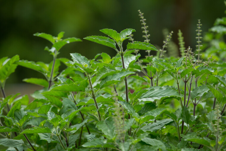 Туласи — одно из часто используемых имен тонкоцветного базилика Ocimum tenuiflorum, также называемого священным. В отличие от многих "родственников", он является не однолетником, а многолетним растением. Фото: Shutterstock