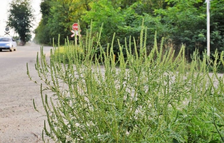 Амброзия способна прорасти там, где у подавляющего большинства других растений не будет ни шанса