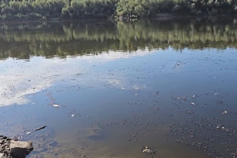 Загрязнение Десны и Сейма: качество воды на Сумщине ухудшилось