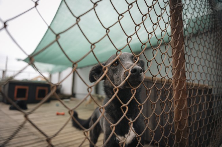 Мережа магазинів EVA та благодійний фонд Happy Paw анонсували спільний проєкт з допомоги тваринам