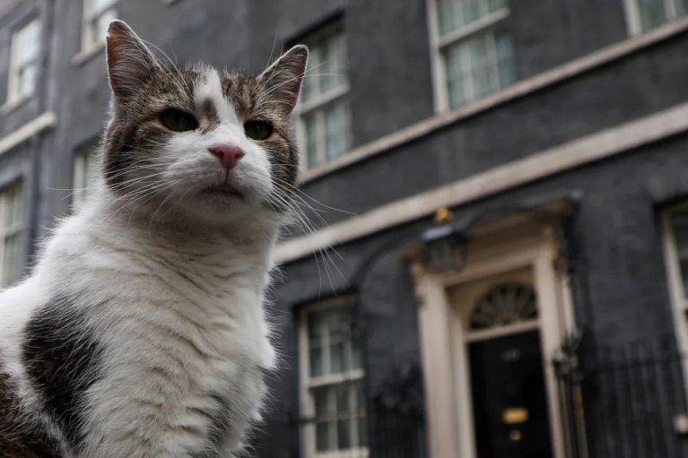 Після відставки Сунака владу в Британії захопив кіт Ларрі