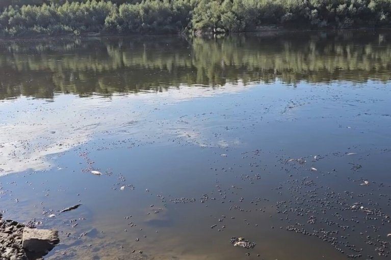 Загрязнение Десны зафиксировано в Киевской области